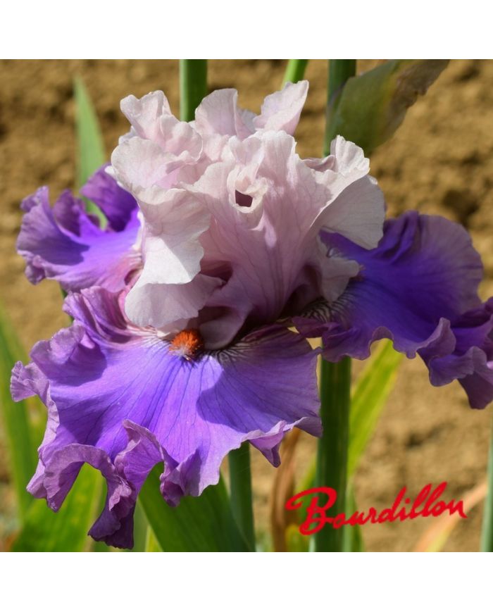 Iris : Dance a Dance