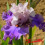 Iris : Dance a Dance