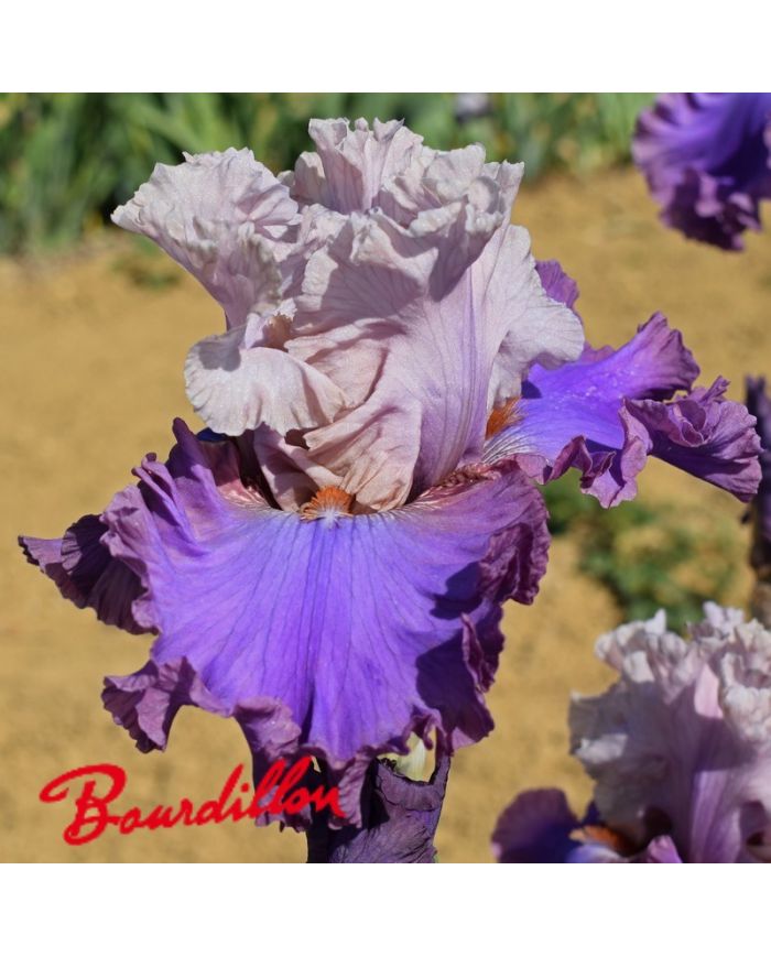 Iris : Dance a Dance