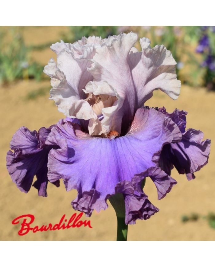 Iris : Dance a Dance