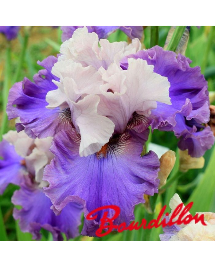 Iris : Dance a Dance