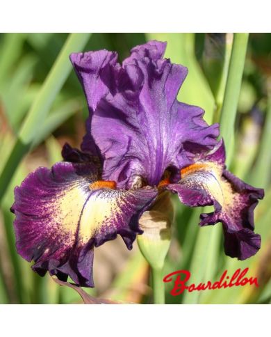 Iris : Out Of The Dark