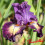 Iris : Out Of The Dark