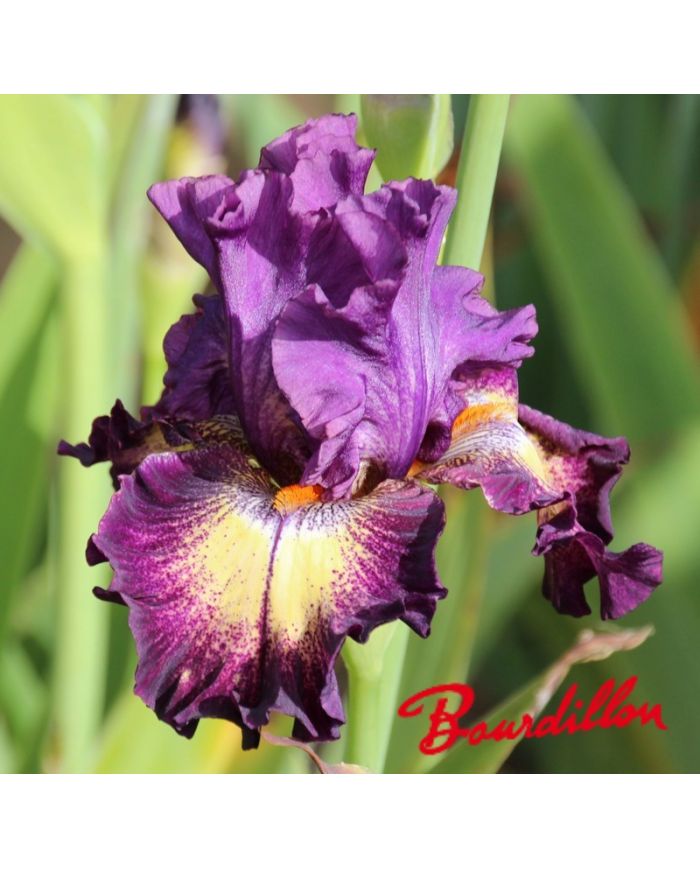 Iris : Out Of The Dark