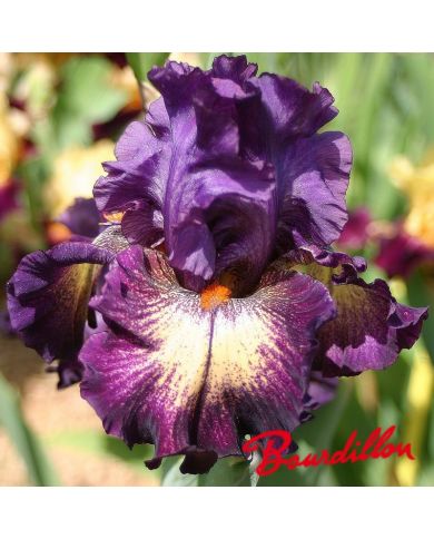 Iris : Out Of The Dark
