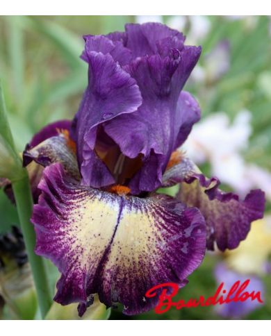 Iris : Out Of The Dark