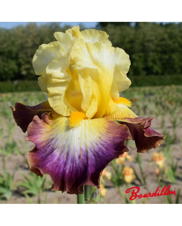 Iris : Rainbow High