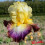 Iris : Rainbow High