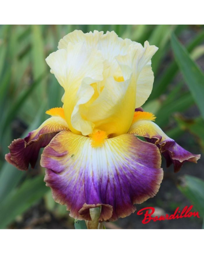 Iris : Rainbow High