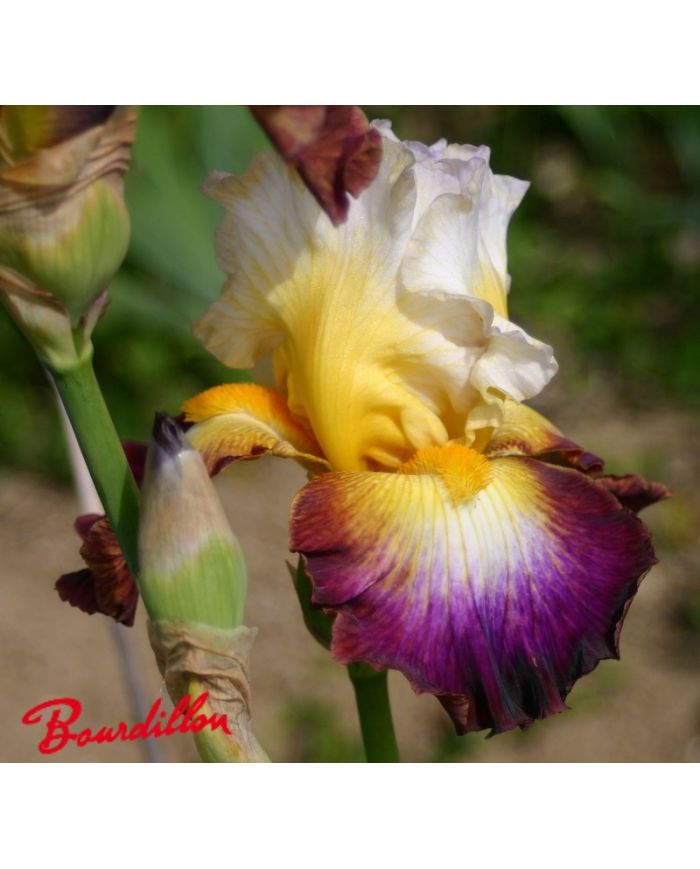 Iris : Rainbow High
