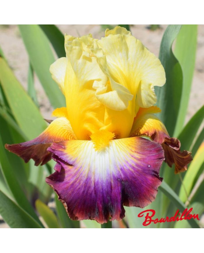 Iris : Rainbow High