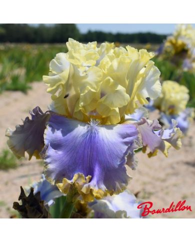 Iris : Rainbow Sunset
