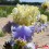 Iris : Rainbow Sunset