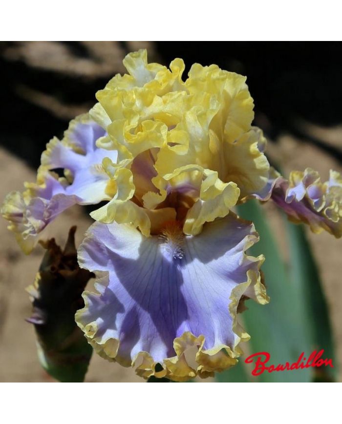 Iris : Rainbow Sunset