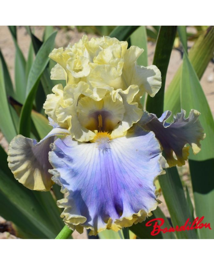 Iris : Rainbow Sunset