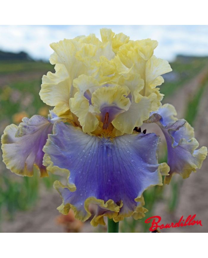 Iris : Rainbow Sunset