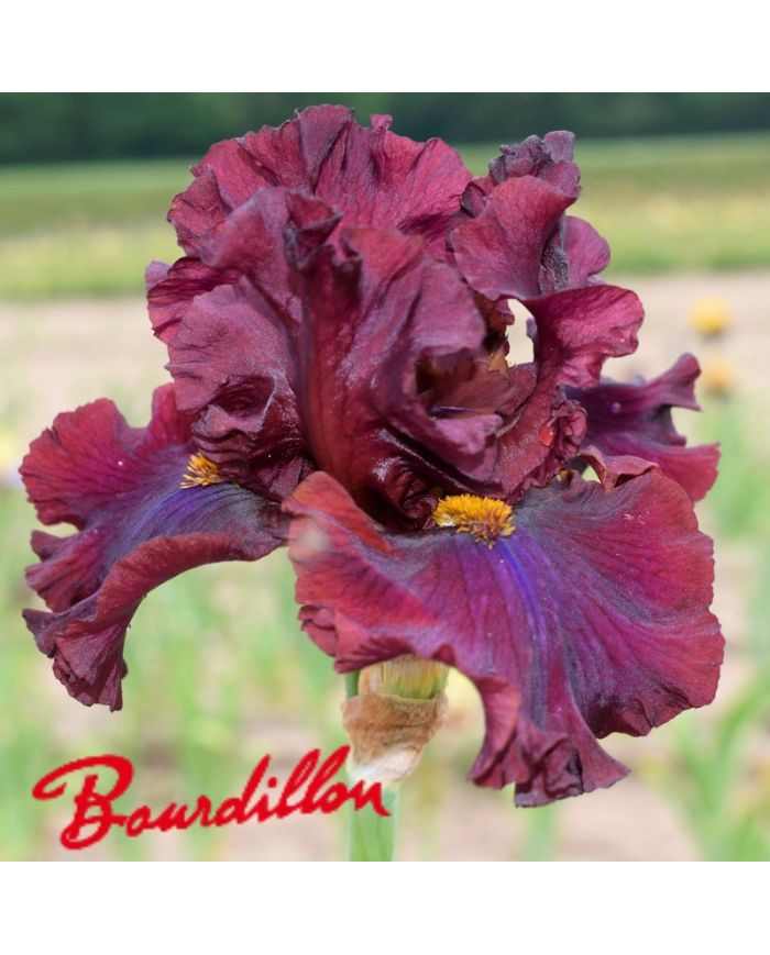 Iris : Red Skies