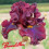 Iris : Red Skies