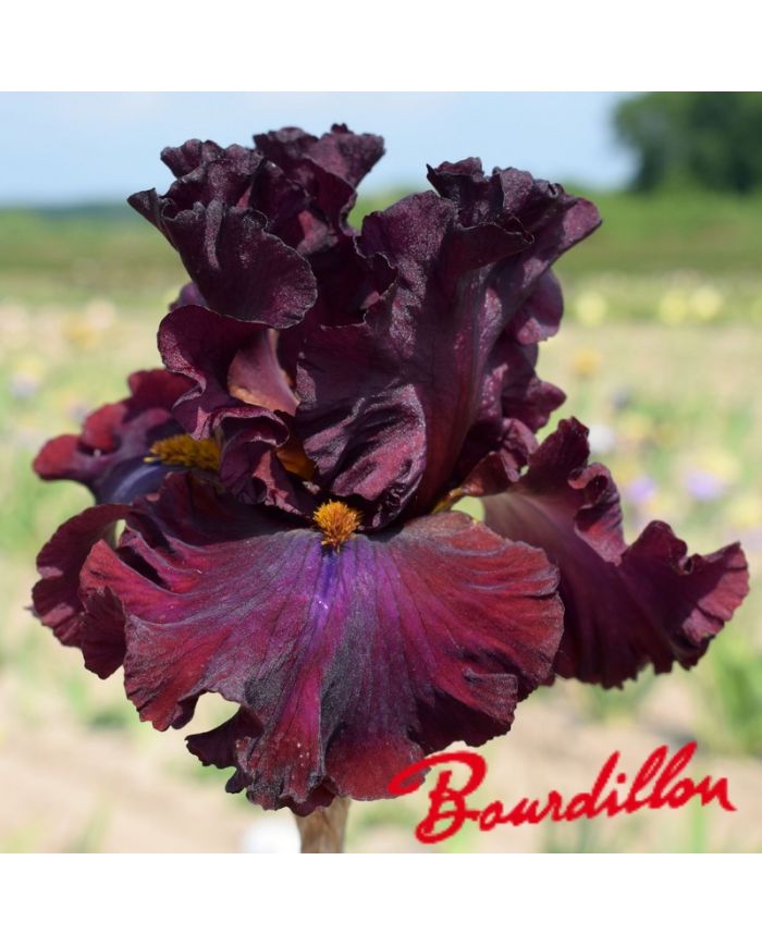 Iris : Red Skies