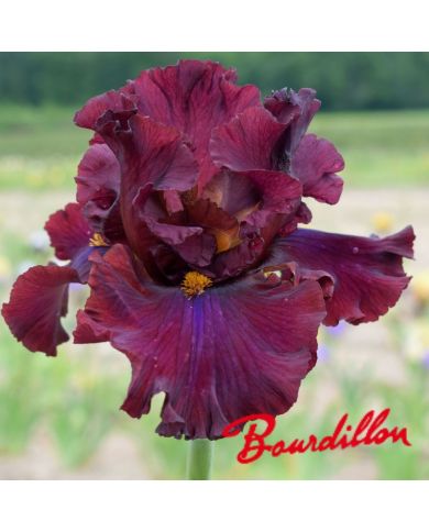 Iris : Red Skies