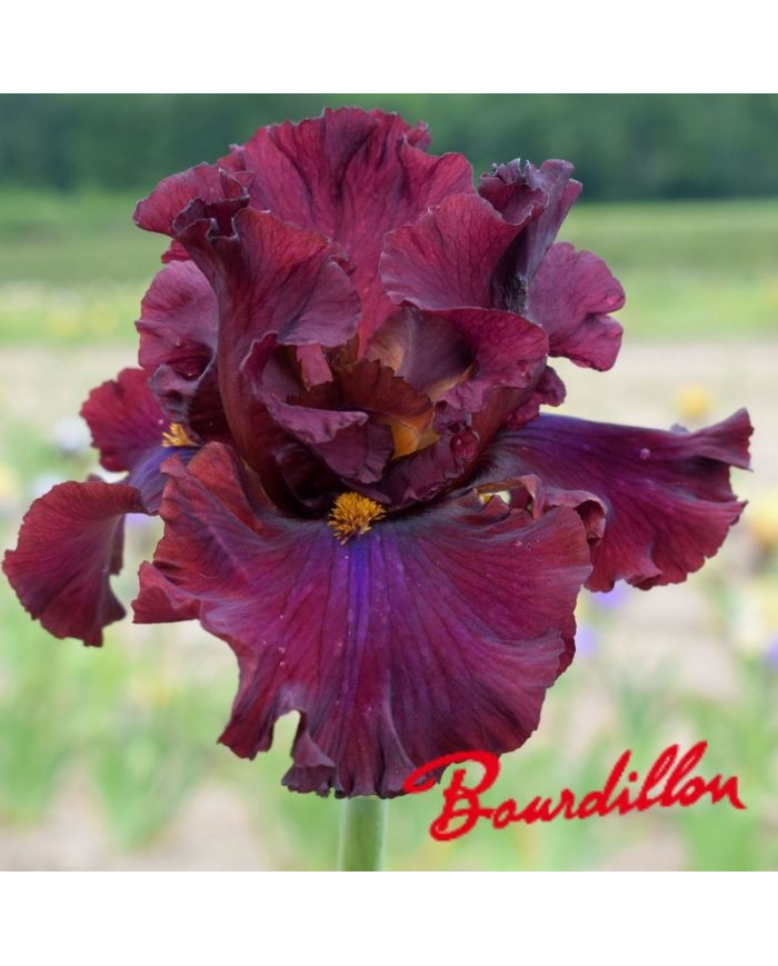 Iris : Red Skies