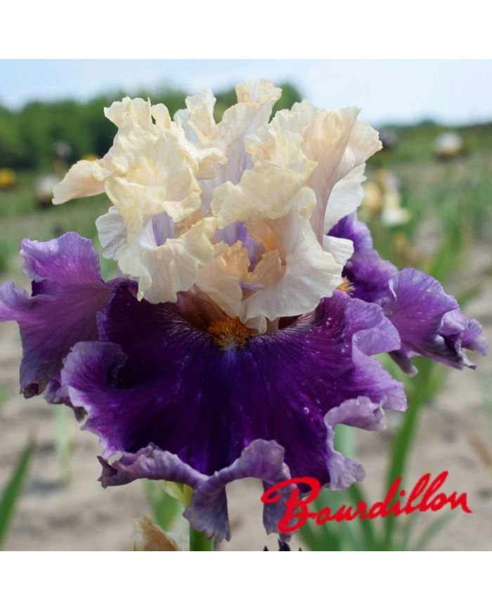 Iris : Roaring Twenties