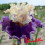 Iris : Roaring Twenties