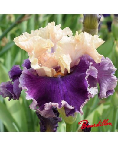 Iris : Roaring Twenties