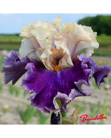 Iris : Roaring Twenties