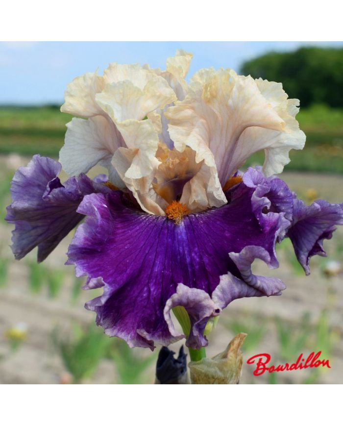 Iris : Roaring Twenties
