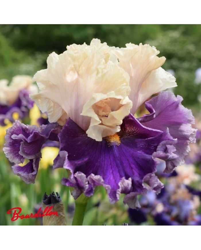 Iris : Roaring Twenties