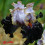 Iris : Royal Sunset