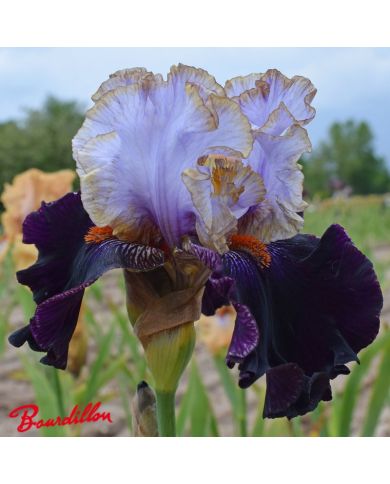 Iris : Royal Sunset