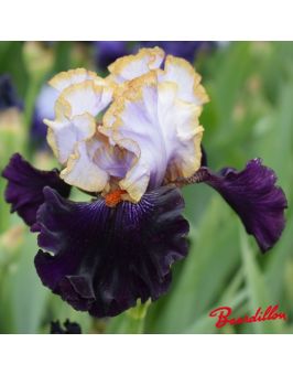 Iris : Royal Sunset