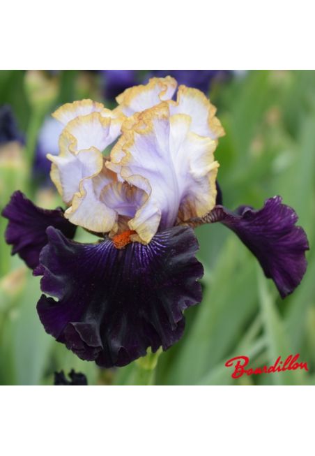 Iris : Royal Sunset