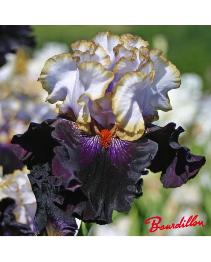 Iris : Royal Sunset