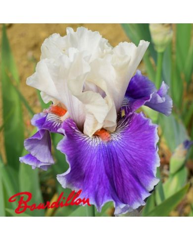 Iris : Sassy Sister