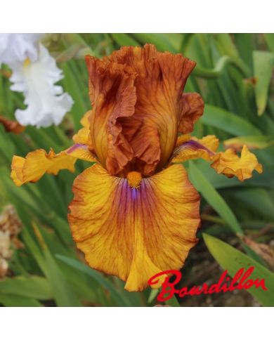 Iris : Spice Trader