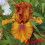 Iris : Spice Trader