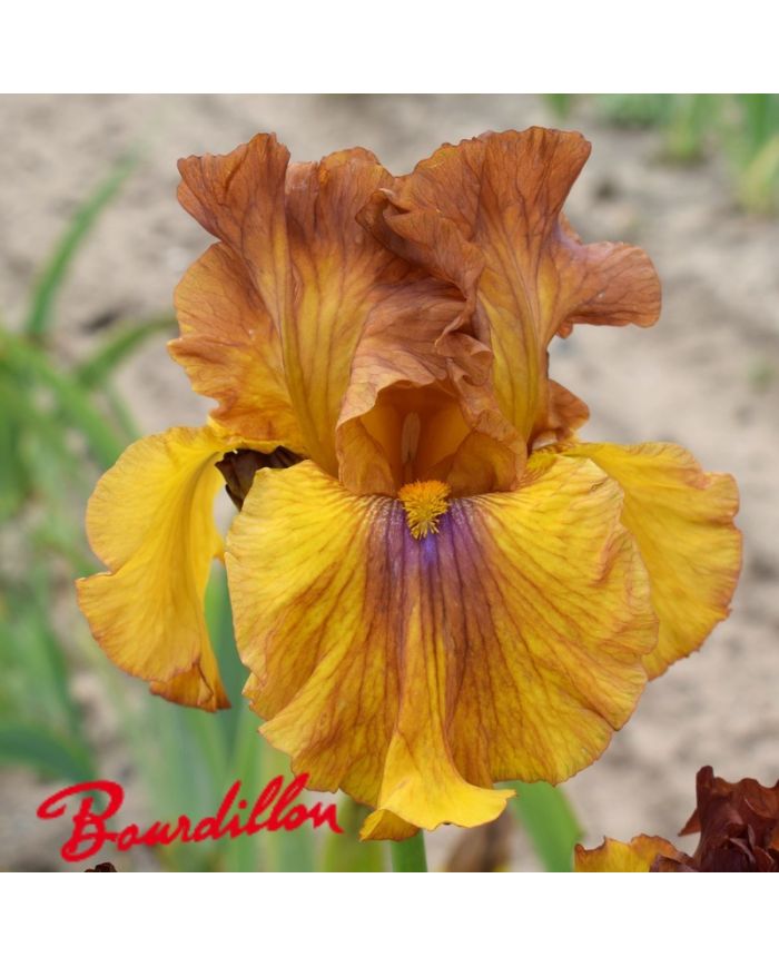 Iris : Spice Trader