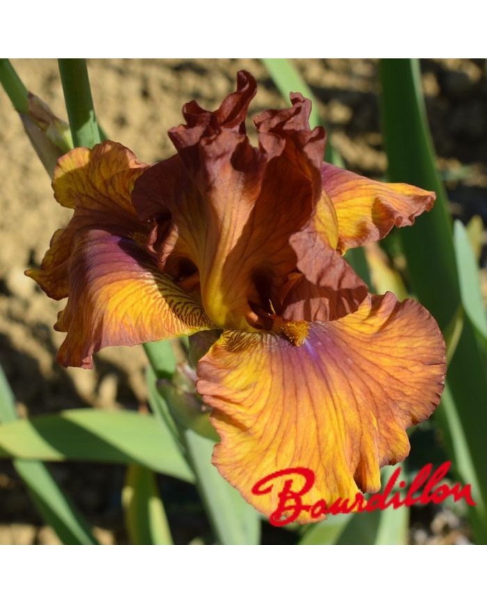 Iris : Spice Trader