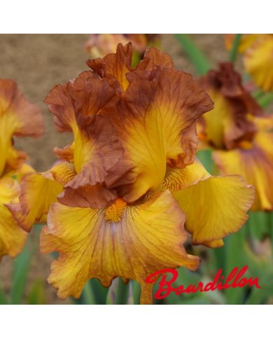 Iris : Spice Trader