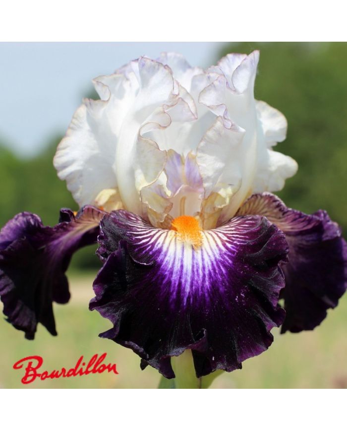 Iris : Terre A Silex