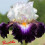 Iris : Terre A Silex