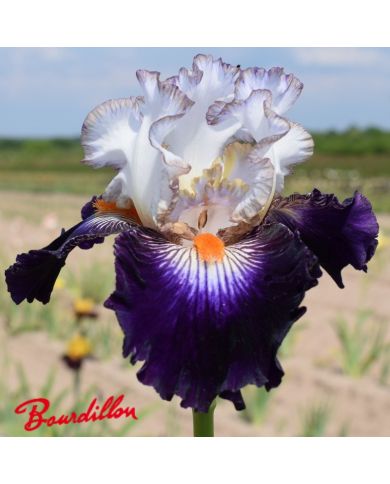 Iris : Terre A Silex
