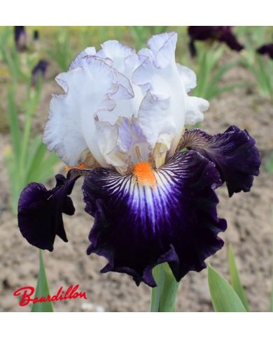 Iris : Terre A Silex