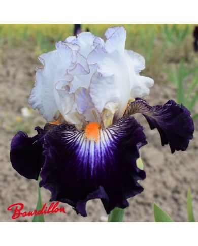 Iris : Terre A Silex