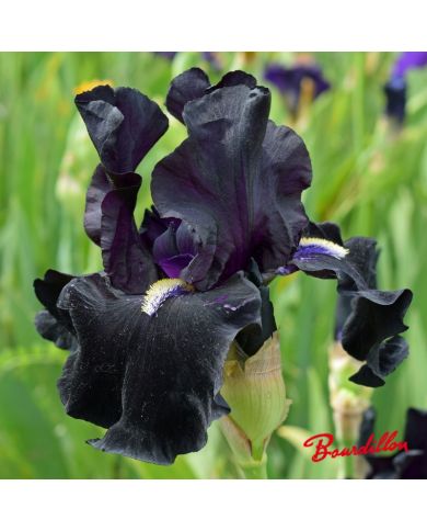 Iris : Here Comes The Night