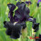 Iris : Here Comes The Night