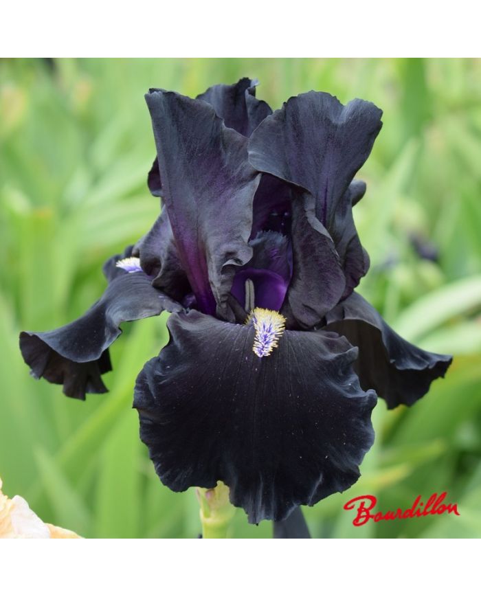 Iris : Here Comes The Night
